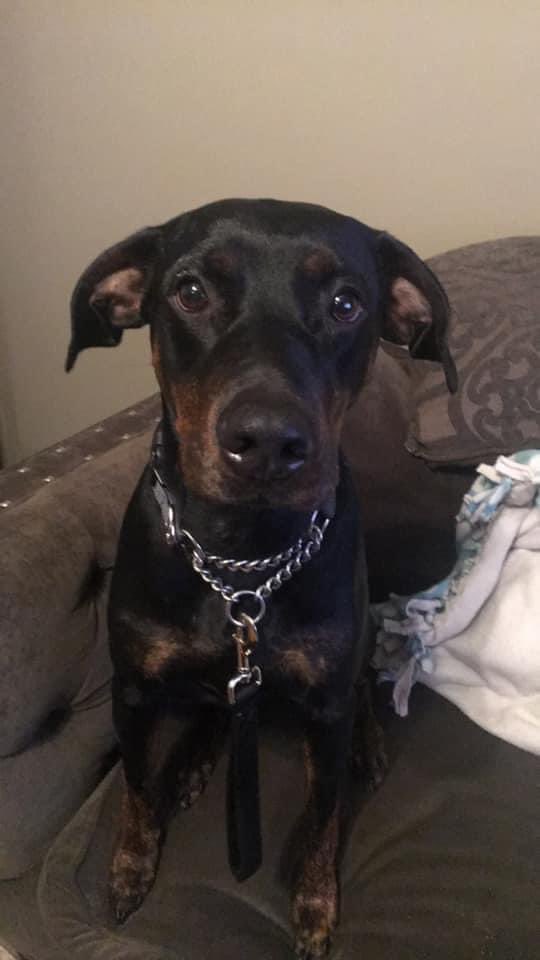 bhannahbear101's tweet photo. I’m not sure if anyone from my area still follows me on here, but my dog has been missing since Friday. Her name is Remington, she’s black and brindle, about 75 pounds, wearing a gray collar and is microchipped. If anyone sees her, please contact me on here. https://t.co/cHCoepGXeU