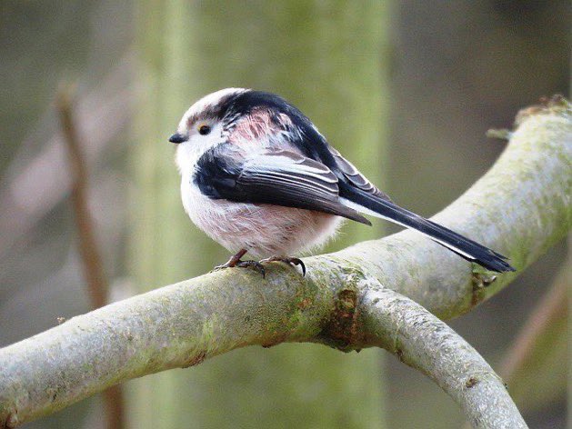 Because of its compact, rotund shape, an old dialect nickname for the long-tailed tit is the BUMBARREL bird.