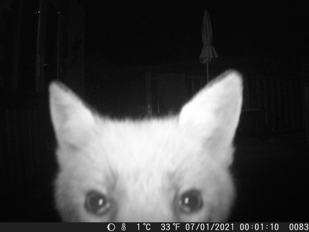 FelixHoracioC's tweet photo. My grandad caught this pic of mr fox on his trail cam in his garden. https://t.co/XSIfydhSTU