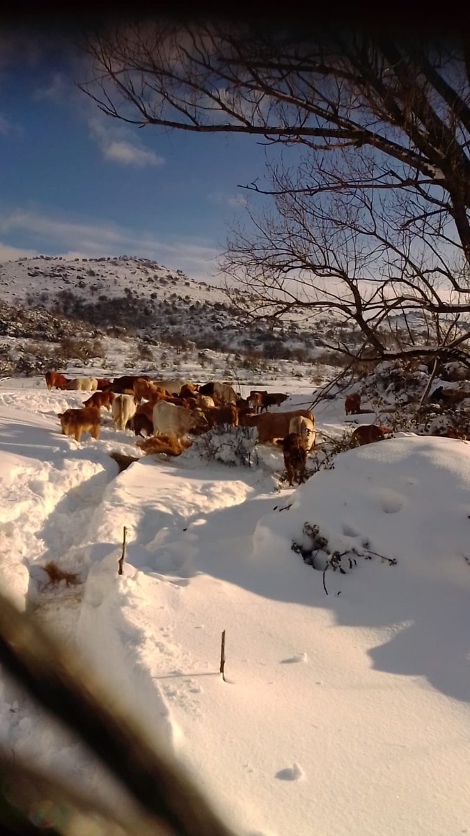 lacabratiraalm1's tweet photo. Carretera M546 que conecta Rozas de Puerto Real con Cenicientos está completamente sepultada, los ganaderos de la zona deben caminar más de 5 kilómetros para ir a alimentar a sus animales. @112cmadrid @ComunidadMadrid

#112
#MadridNevado 
#GanaderosMadrid https://t.co/JeEb9FeMl5