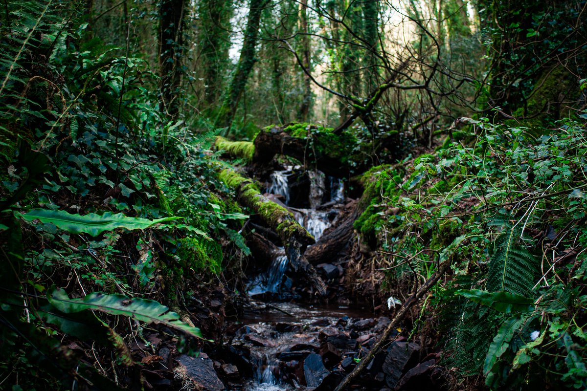 leeshambisphoto's tweet photo. A shot from a nice walk through Occombe Woods today.
#canonphotography #canon #canon1000d #photography #photographer #amateurphotographer #amateurphotography #devon #nature #naturephotography #naturephotograph #occombe #occombewoods #paignton #torbay #everyoneneedsnature #woods https://t.co/N27E6CymT5