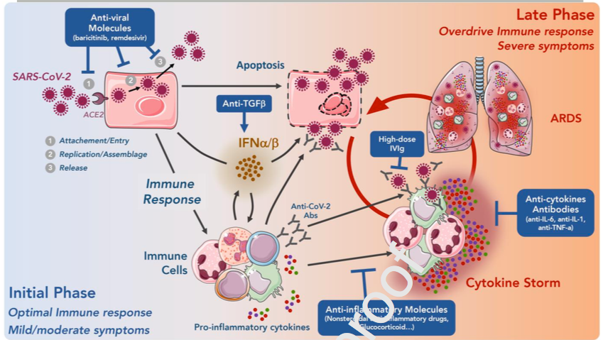 mmw_lmw's tweet photo. Fighting #COVID19 | Combining #Antivirals and #ImmunoModulators | Vincent Feuillet @univamu @TrendsImmuno https://t.co/EEfEfvZ74W | #2020_ReCapNov https://t.co/NnSaJrQCWZ
