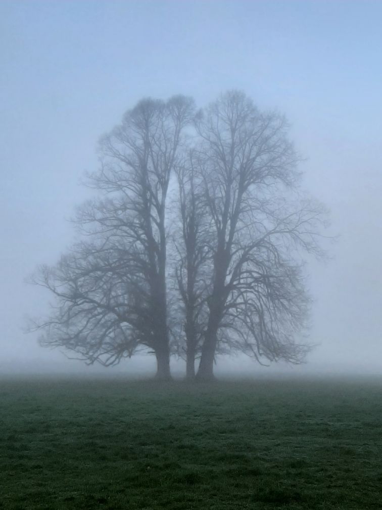 Trees in mist in Herts.