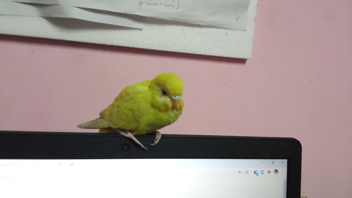 WavesRelaxing's tweet photo. #goodbye My Friend (yogi babu)
#birdphotography #BirdsNurturing 
#RIP In 6th January 2021 
@RelaxationReso1
 
@birdsbeaknews https://t.co/gBhjrx0Vnd