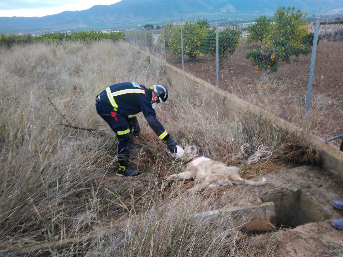 Bomberos del CEIS  rescatan este mediodía a un perro que se encontraba atrapado en un pozo en el término municipal de Librilla.
 noticias.112rmurcia.es/?gS_4y