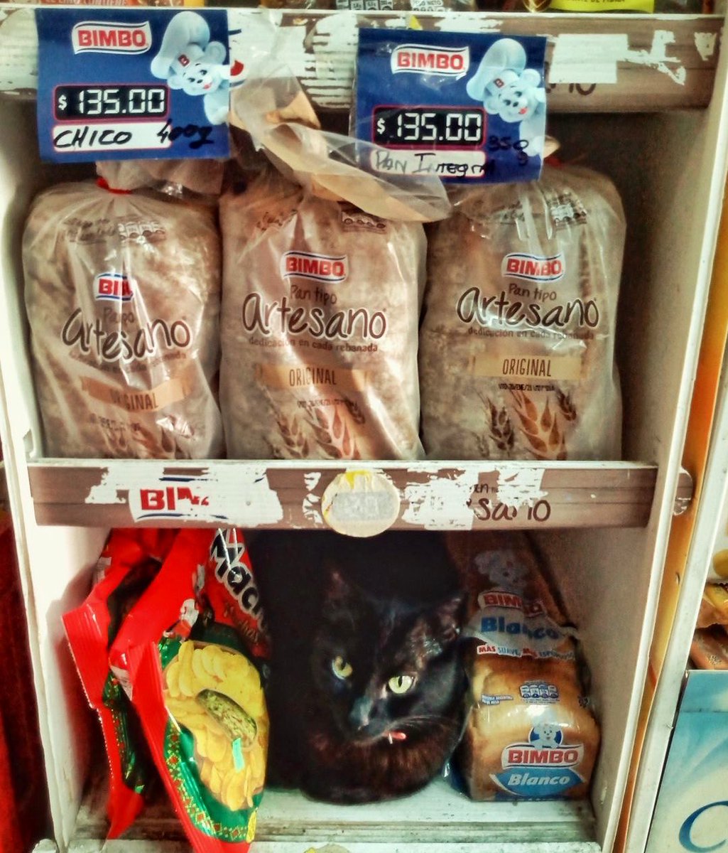 Breaded Cats tweet media