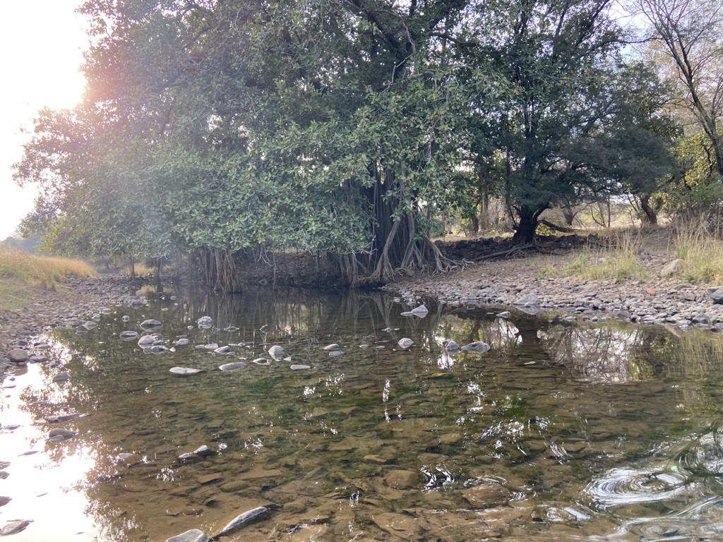 kt_Kanika's tweet photo. #ranthambore...#nature @NatGeo ...oasis of life! https://t.co/wOBl54suL5