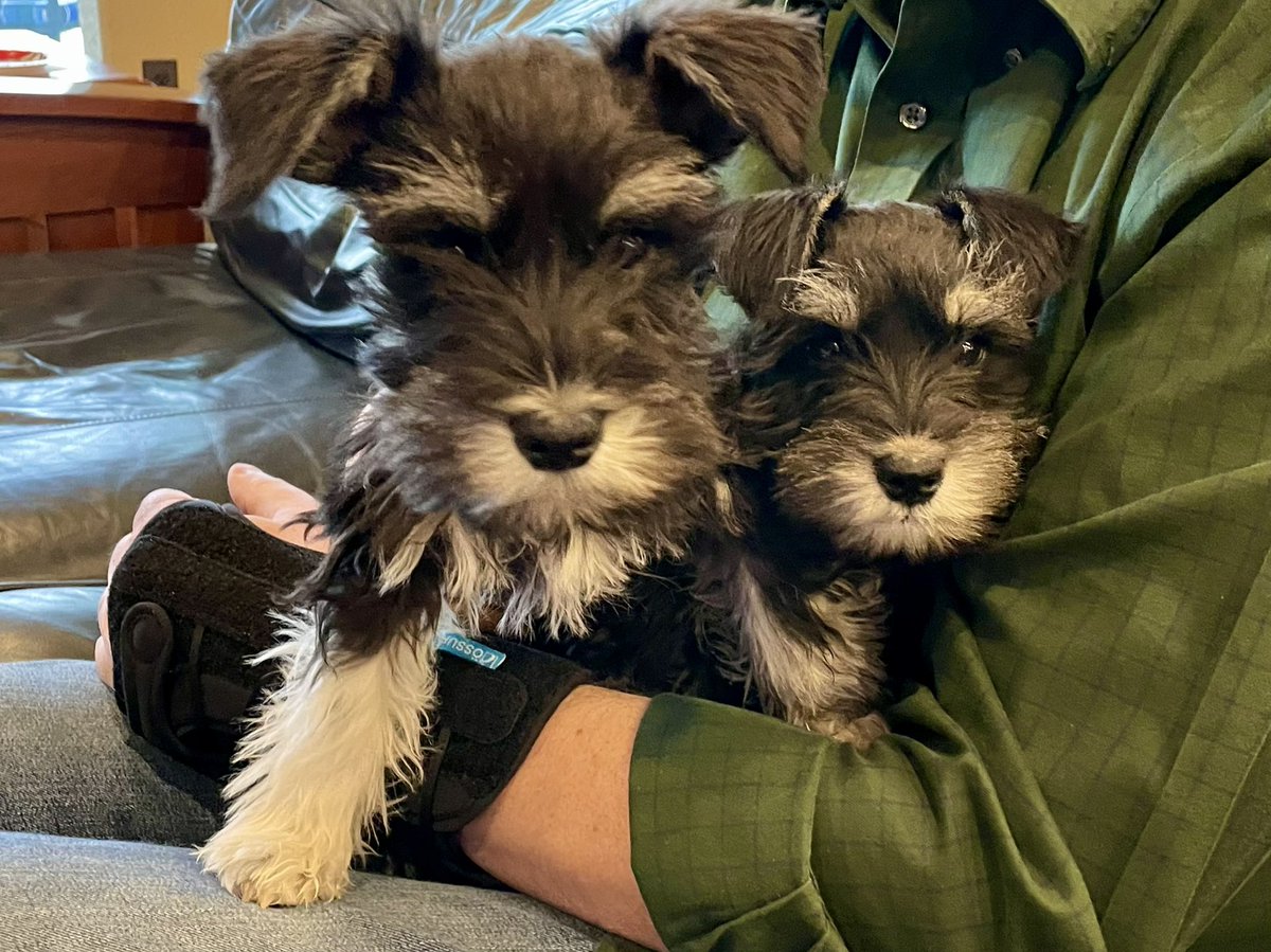 accatalano's tweet photo. Hello world! We are getting bigger! #tenweeks #nelsonandwrigley #minischnauzers https://t.co/NNnxDJiWkq