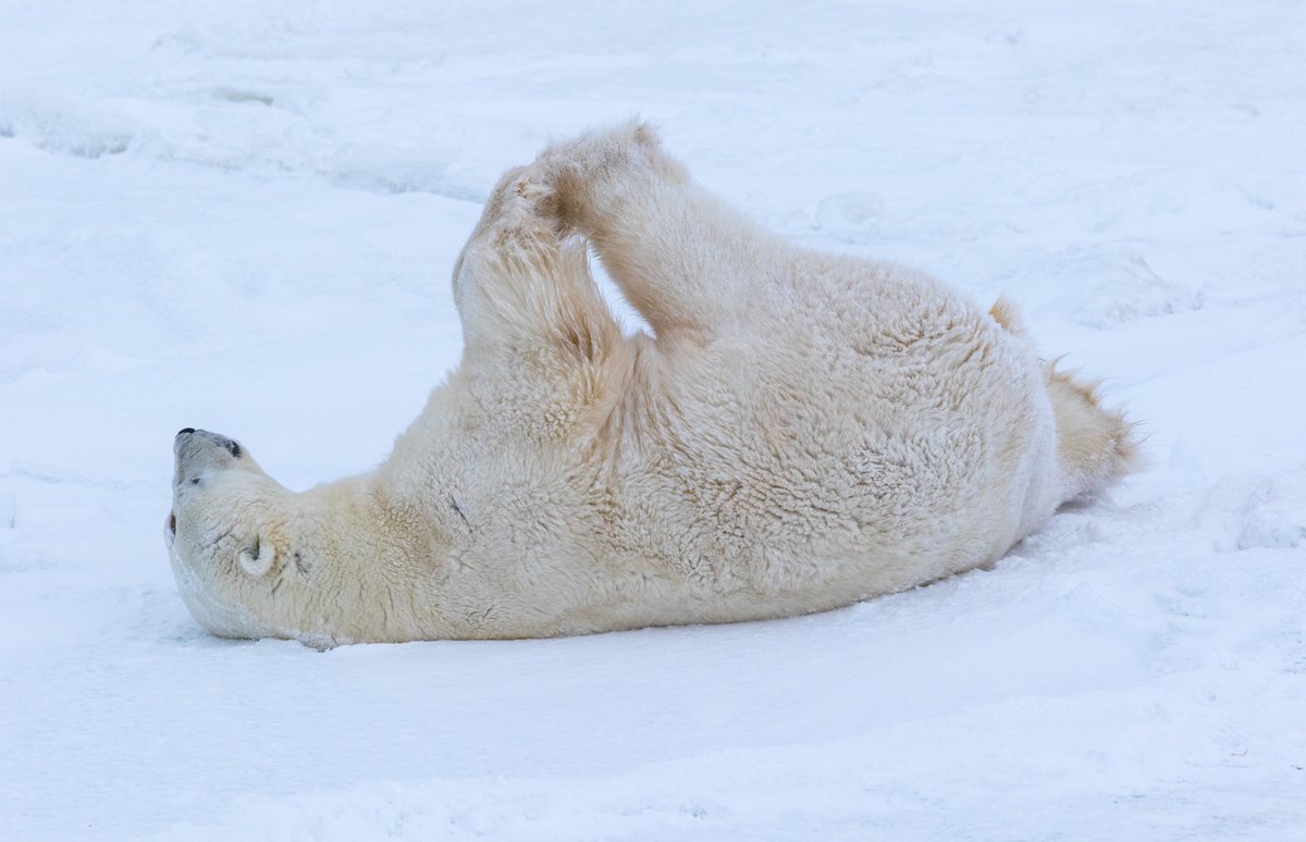 PolarBears's tweet photo. Our Tundra Connections Webcasts are fun and educational ways for kids to learn online! Students can follow their curiosity and explore many different topics via our archives: https://t.co/K1yAmz6p2J https://t.co/WXXSIjg64V