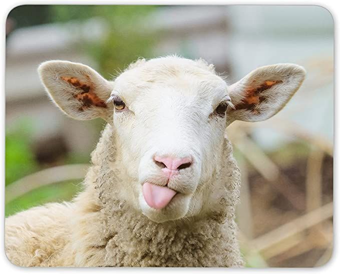 Shine Ewe-Reka tweet media