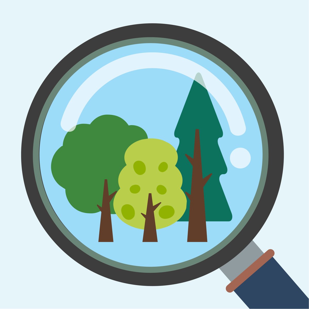 TXForestService's tweet photo. Struggling to identify a tree? Download our My Tree ID app! My Tree ID helps identify tree species based on leaves, flowers, seed, bark or location using a key, descriptions and full-color images. Download the app here: https://t.co/238h9C2aZ6. https://t.co/dMAURFjhHI