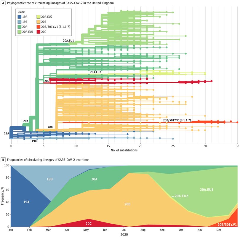 4. The phylogenies tree of the SARS-COV2 clearly suggests the virus has undergone several mutations before becoming the highly virulent strain. This means that the new variants are not mere variants, they are distinct new SARS-COV-2 strains.
