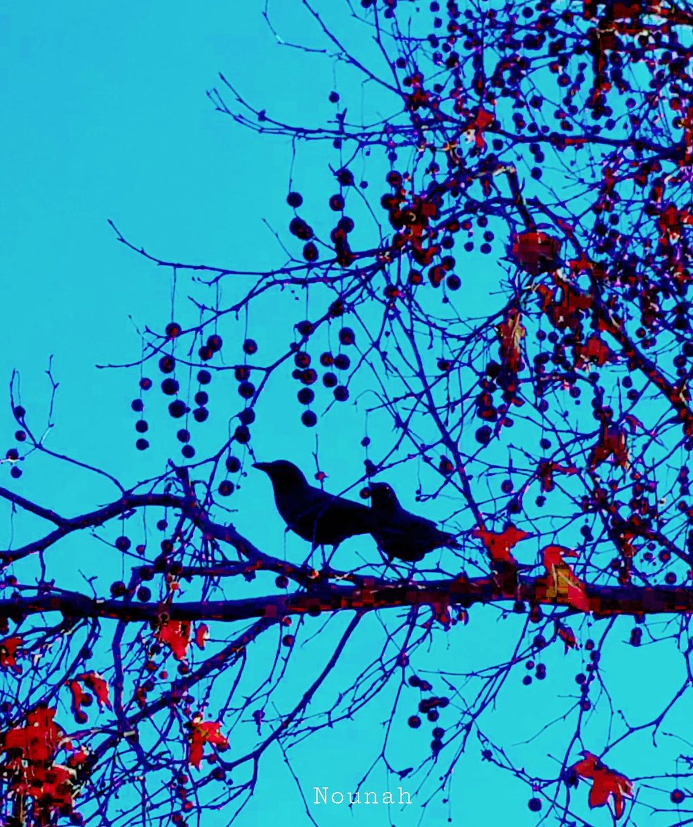 @Shela20141 Have a good day Shela☺️🐦