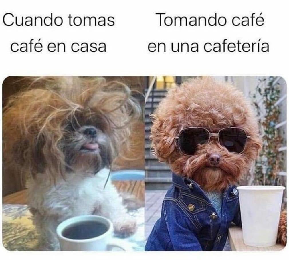 nukitacoffee's tweet photo. Con Nukita en casa / Yo en la nueva coffee shop. 😹 https://t.co/YtCi86oTUM