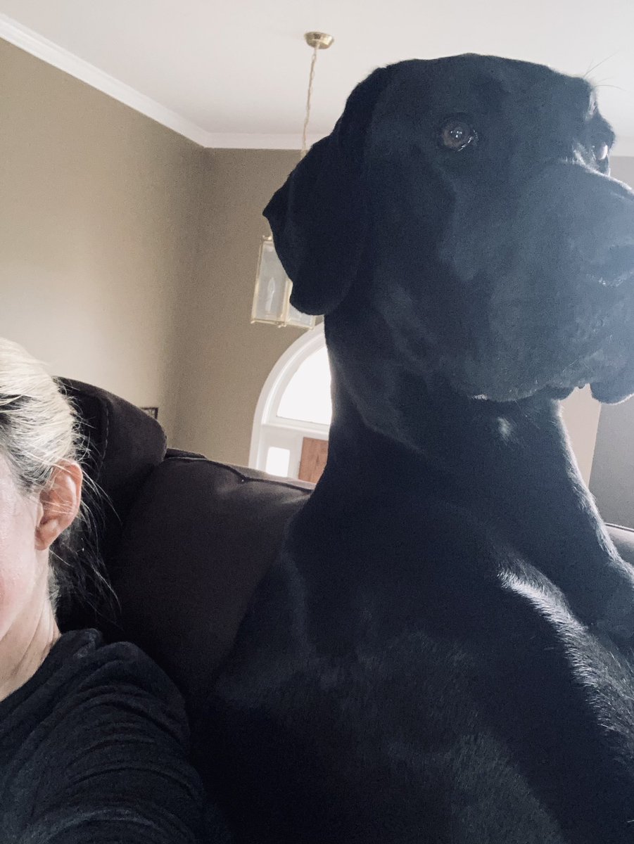 AshleyFrascaWSB's tweet photo. An entire L-shaped couch, and this 130+ pound monster practically sits right on top of me as I’m working. 🙄 Lucky for her, she’s sweet and cute! 🐶#GreatDaneGlamor #SuddenlySunday https://t.co/qzbjDkHP4u