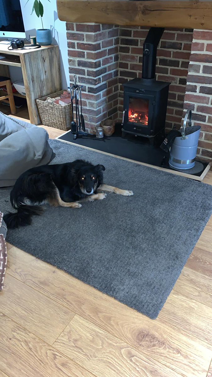 mistyneedy's tweet photo. @NWDogRescue @Nightowl400 @BCTGB Thanks now just chillin by the log burner waiting for  dad to look the other way so I can nick his beanbag https://t.co/g2hSzG5A3k