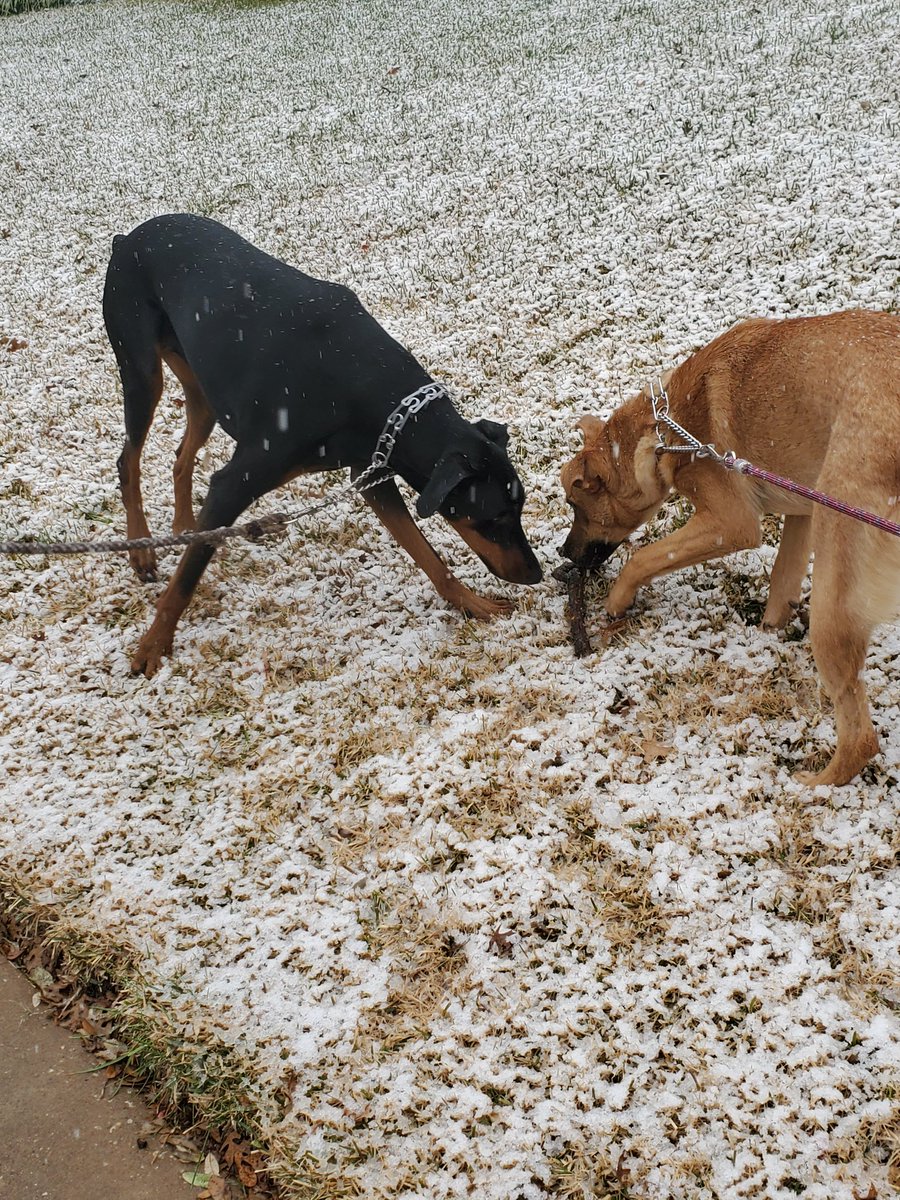 sfklein's tweet photo. @wfaaweather Snow!!!! https://t.co/sAmfwOpVAL