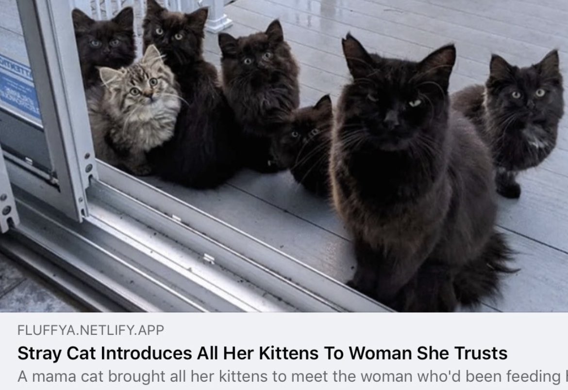 Respectful Memes (@respectfulmemes) on Twitter photo 