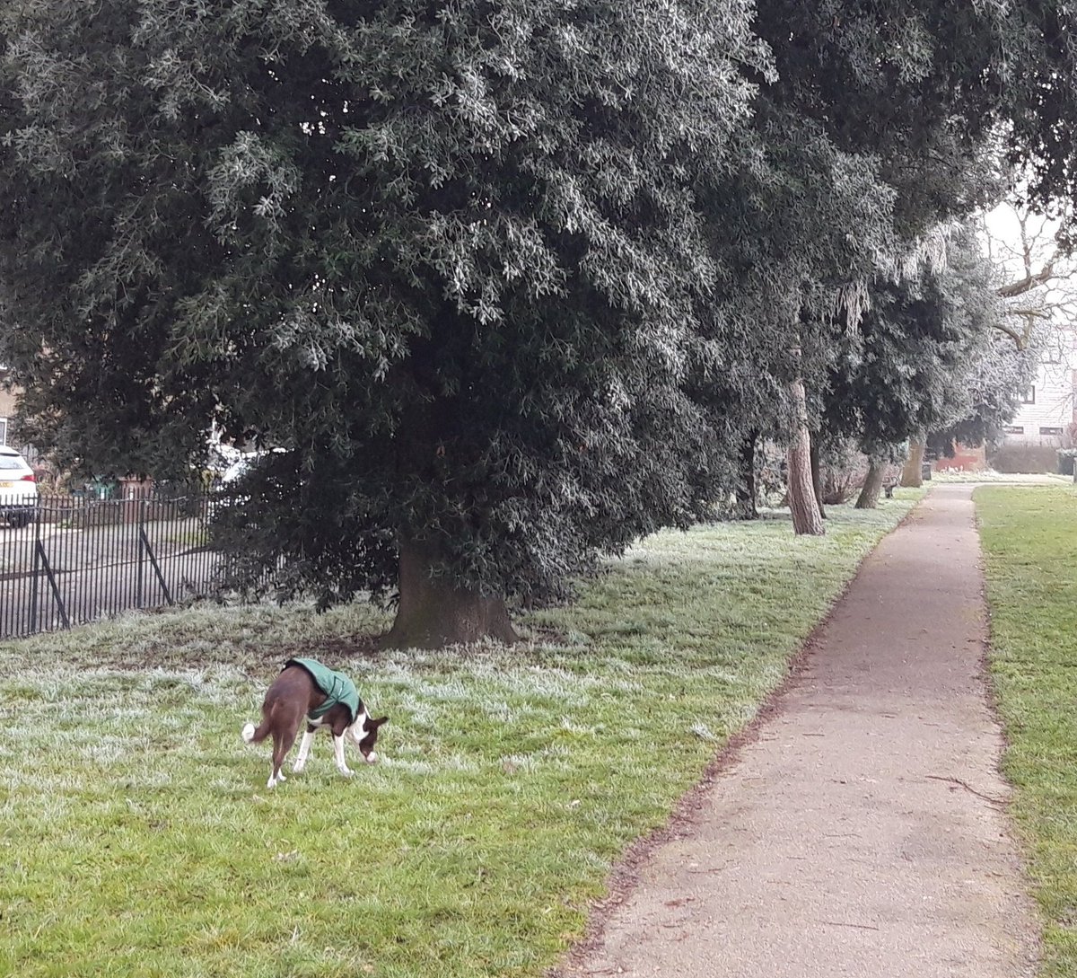 BorderTess's tweet photo. A cold day in the park today with Tess the #bordercollie https://t.co/XfJ27xMNYm
