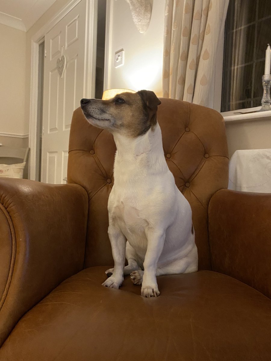 Yes, very majestic Tilly 🐶...but now get off Dads chair please 🙄 #jackrussell