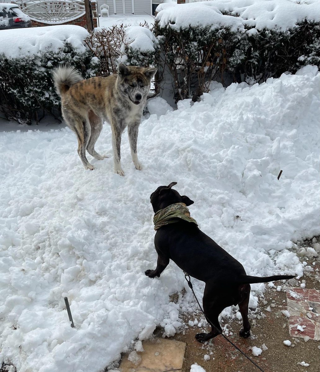Japanese AKITA *AKITA-Inu tweet media