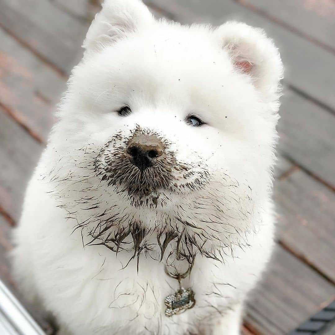 petpicsdaily's tweet photo. I wuv to sticks my face in da dirt!🐶💩 #dogs #bathtime #puppylife https://t.co/0rKeQrCD0Y