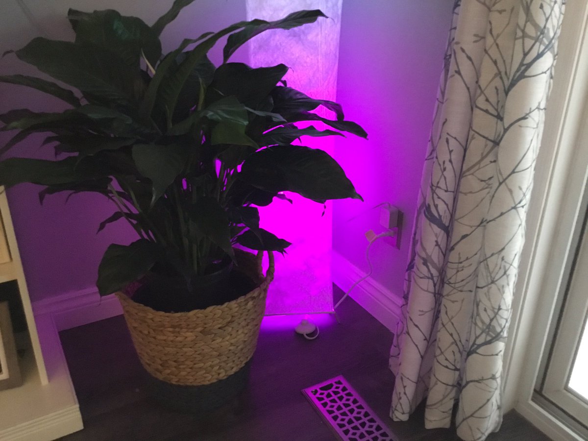 susan_robson's tweet photo. #nationalhouseplantappreciationday my newest addition https://t.co/Vu6OptXmkX
