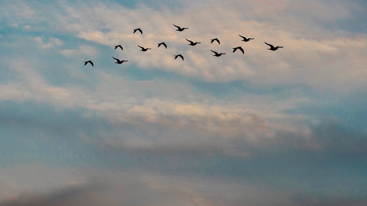 OFTBltd's tweet photo. #Birds are the most accomplished aeronauts the world has ever seen. They fly high and low, at great speed, and very slowly. And always with extraordinary precision and control.
     
#DavidAttenborough

https://t.co/ylogSD52QG https://t.co/bvjXN4CSUq