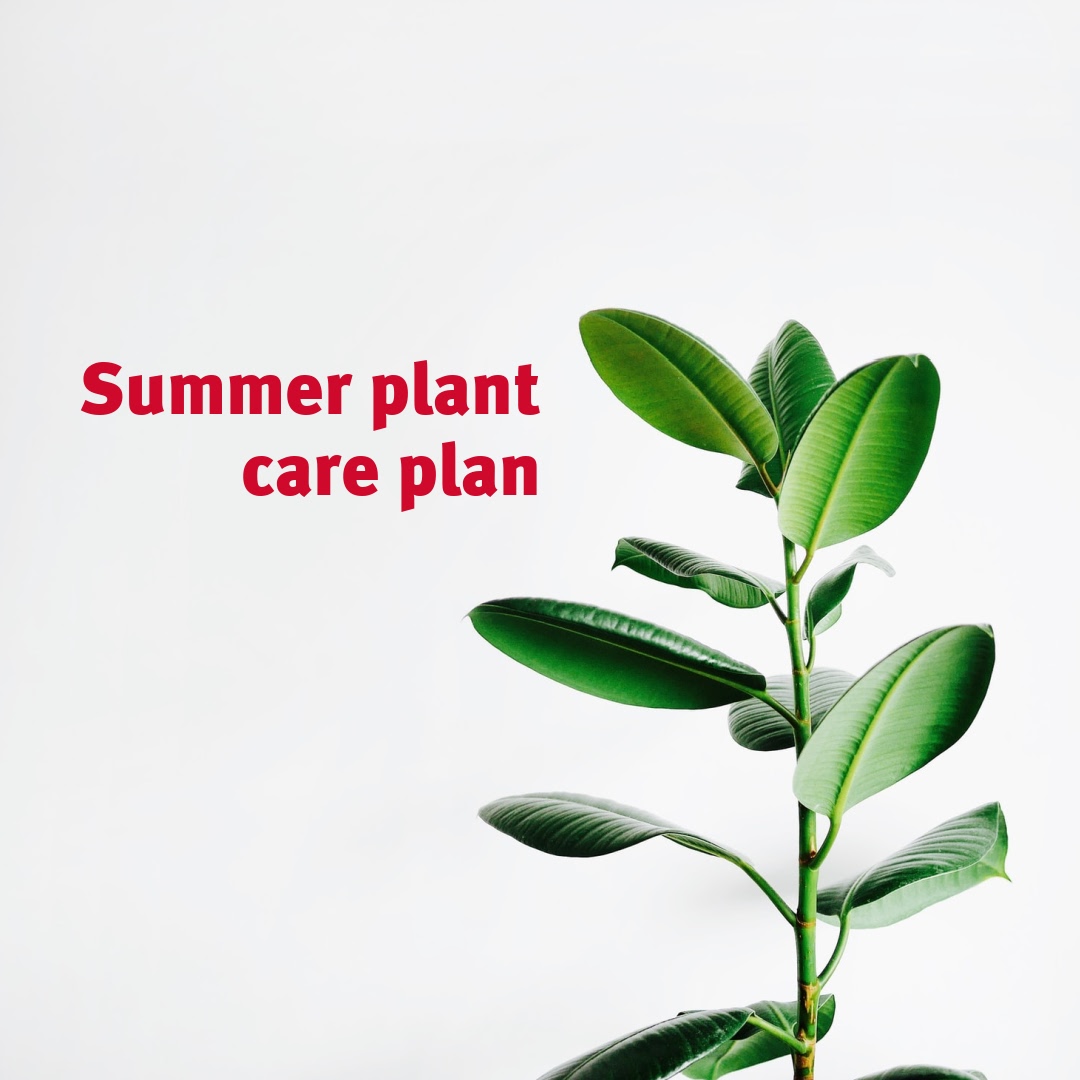 SAVING PLANTS: Now is the time to put your summer care plan in action! This Domain article highlights tips and tricks on keeping your indoor greenery looking lush while beating the heat. Read on: bit.ly/3s0Euxb #MetroPM #WeArePropertyManagment
