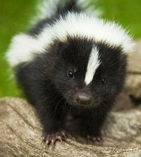 .    Yuta              Lil BB    Watanabe       Pepé Le Pew