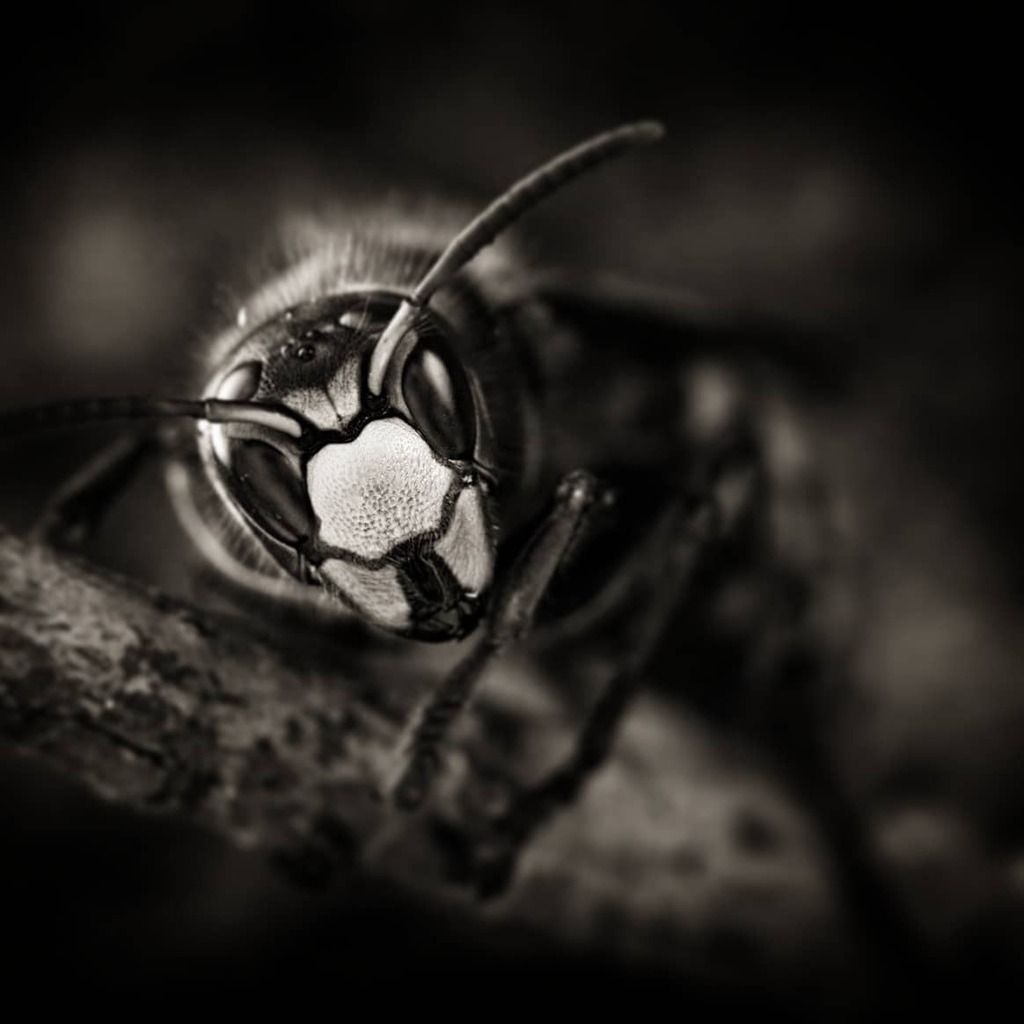 DavidHablutzel's tweet image. Hornissen Tierrettung 

Spannende Projekte im 2021 in Bearbeitung

umsiedlungen.ch 

#macrofreaks #insta_macro #macro_turkey #insectguru #insects_of_our_world #macro_secrets #macrophotos #insectsofinstagram #beautiful_insects_japan #hot_macros #k… instagr.am/p/CJ4ChvxnshR/