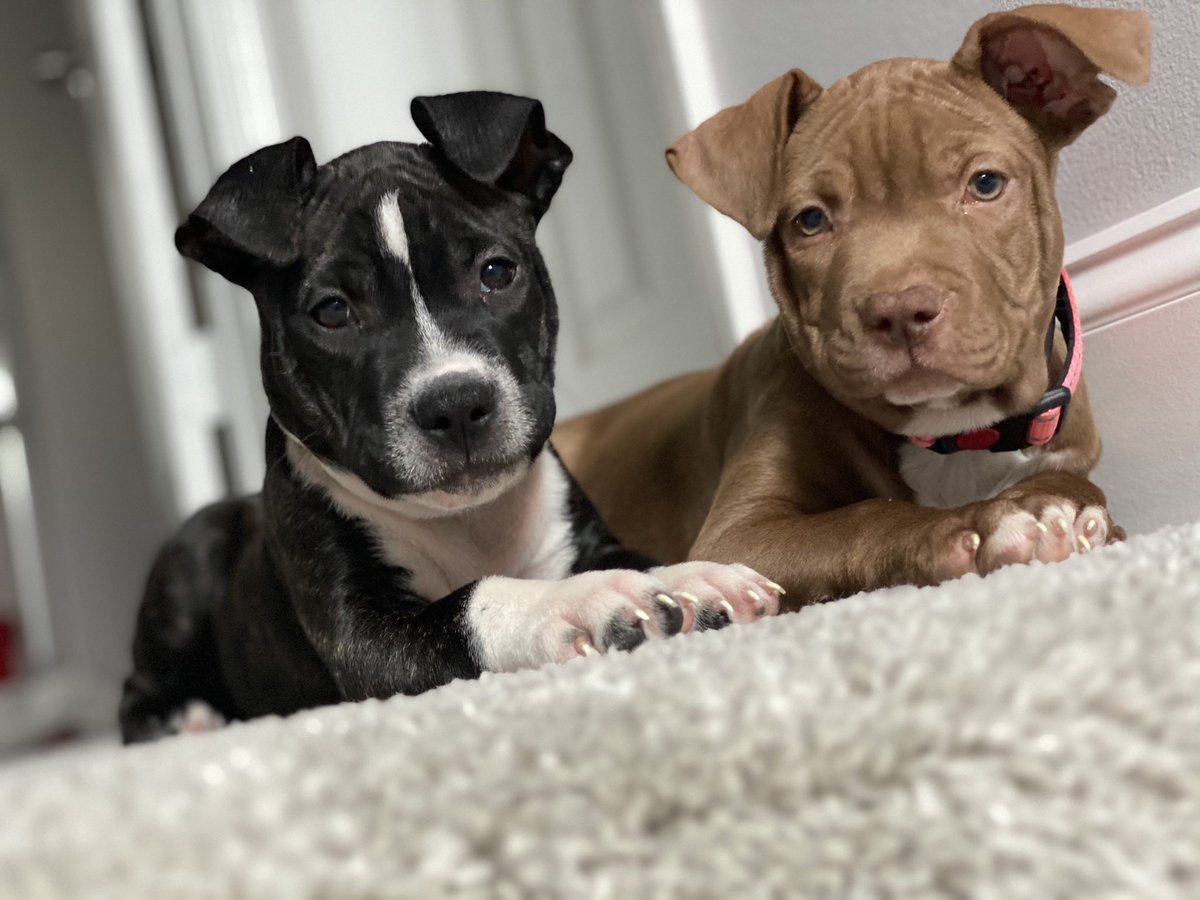 nursebaee's tweet photo. How it’s going.
#PitPups https://t.co/hWicOT9VTM