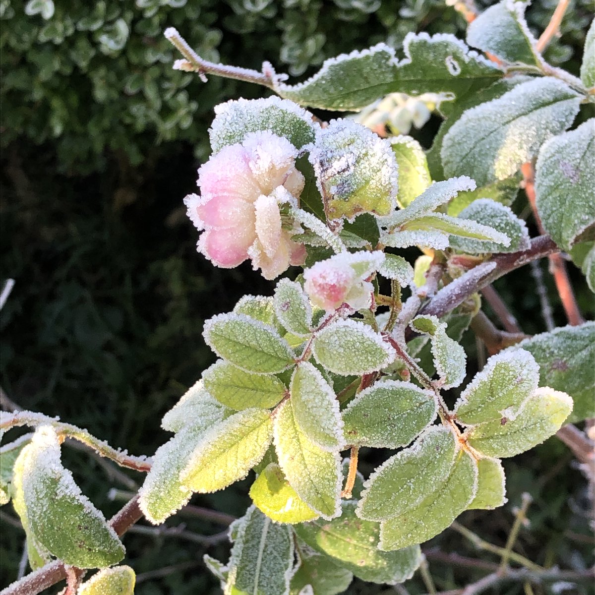 JanAndJos's tweet photo. Rose sucrée (JOS) #JOS #JOSandJAN #Esquelbecq https://t.co/fcEfv87D4W