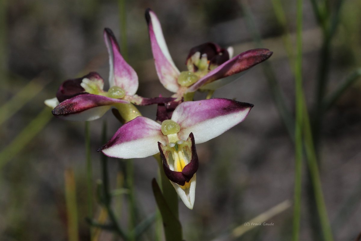 Disa bivalvata, Disa atricapilla and the apparently frequently occurring natural hybrid of these two fire-dependent orchids (mind you, at least bivalvata doesn't seem too fire-dependent). Greyton, Overberg
#orchids #discoverOverberg #fynbos