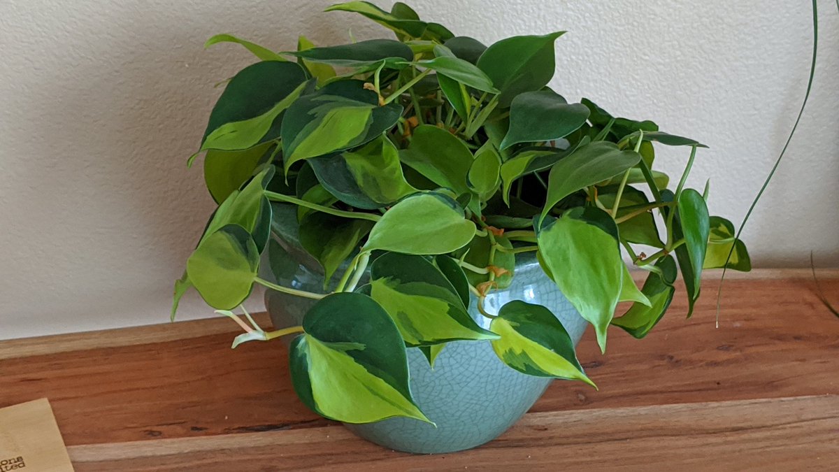 RoseAgainOC's tweet photo. @BiomeIdaho My philodendron brasil is current fav... started from cuttings. Love the variagated leaves 😍 https://t.co/k95eDy7qR8