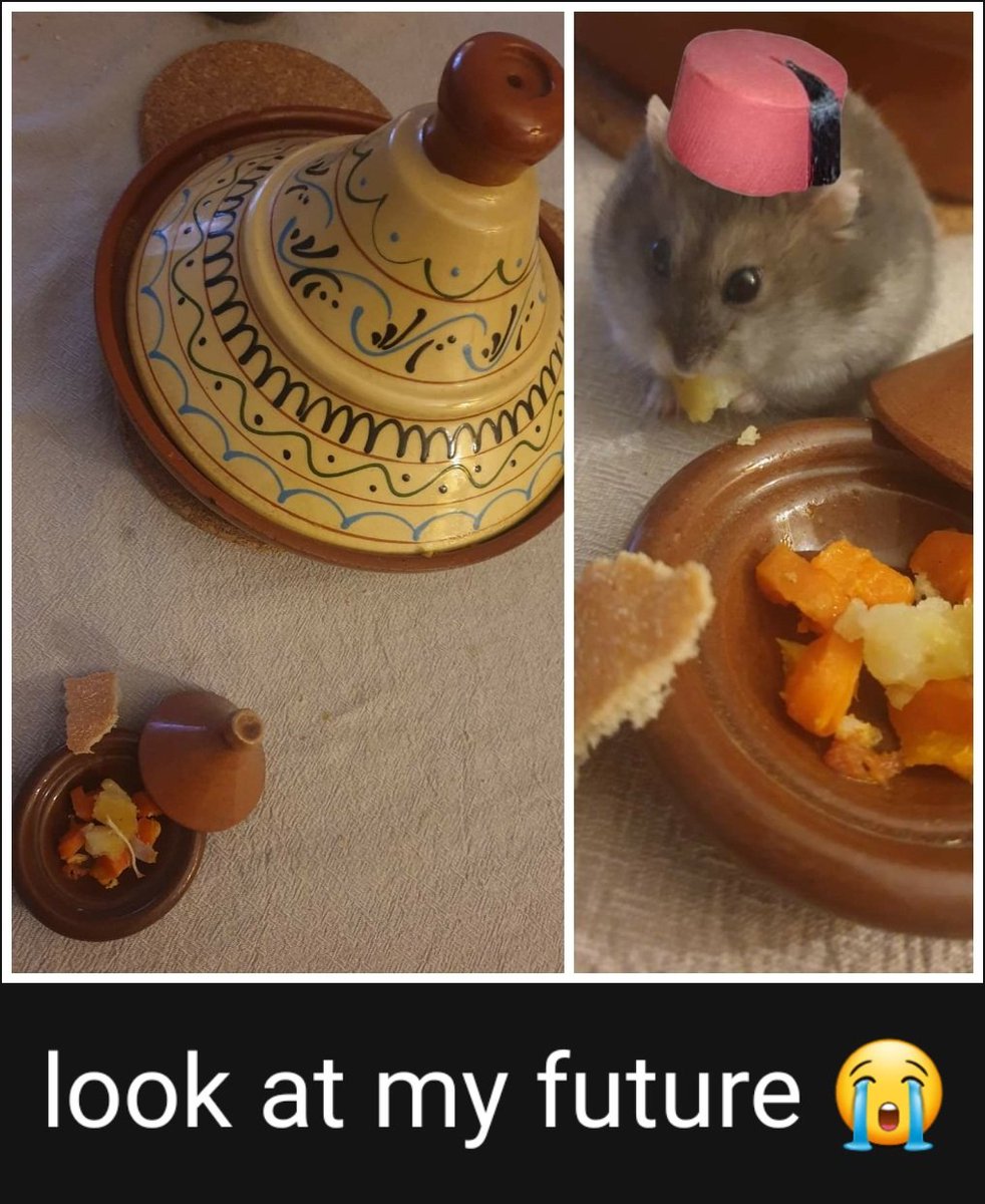 Kellybelly010's tweet photo. Wie zeg dat een hamster saai is tsss  #petslove #hamsteren https://t.co/ViERbGb33a