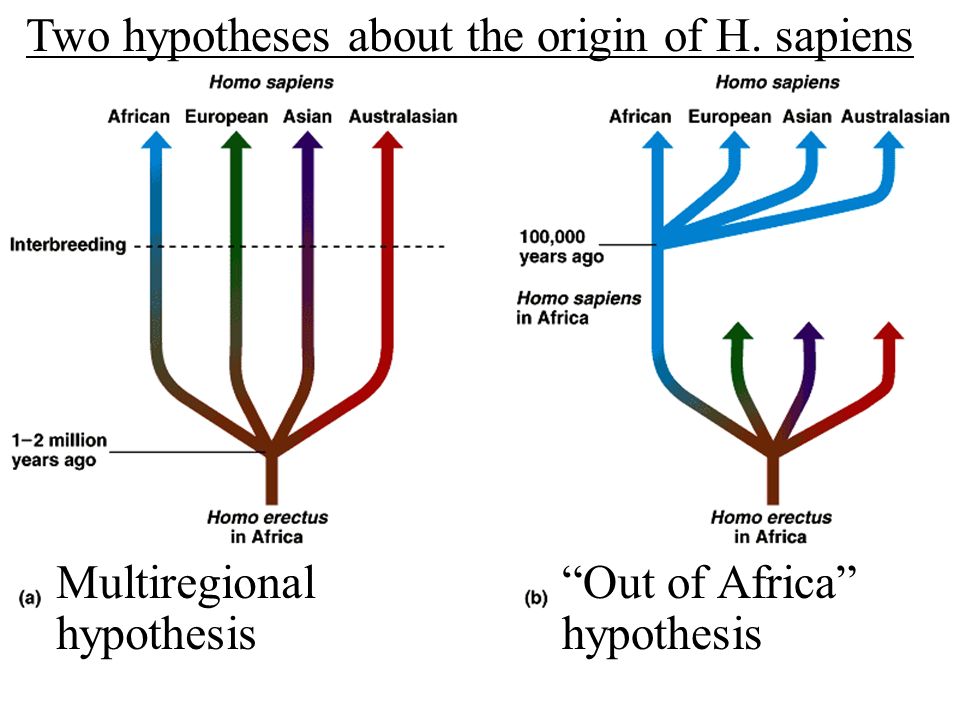 'Multiregional' hypothesis vs 'Out of Africa' hypothesis