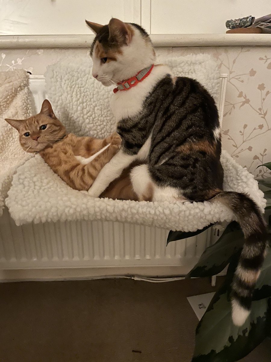 CatCalledBella's tweet photo. The things I put up with!! #adoptedsibling #ineveraskedforthis #interloper #catsoftwitter https://t.co/iUvcI5jJuX