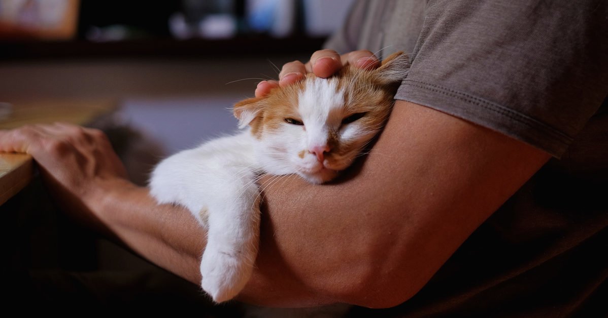 PawsStop's tweet image. Food’s a touchy issue with cats. We're not just talking about finicky eaters. Diet can be the underlying cause of many feline matters, like itchy skin, litter box messes and obesity. pbxx.it/HWWiWx