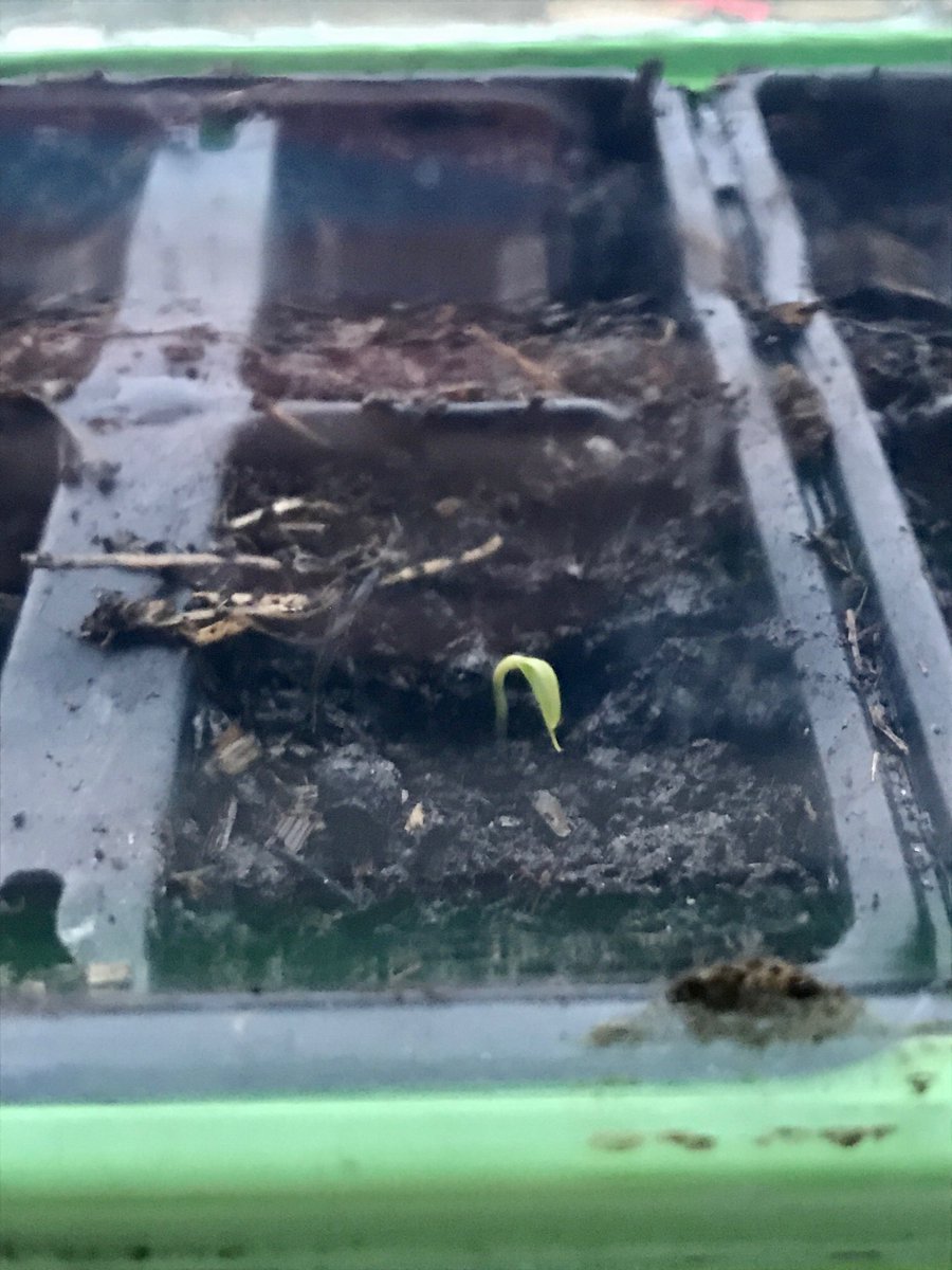 UpATree3's tweet photo. Unless this is a glorified weed (!) this is (so far), the only one of x20 Sweet Pepper seeds that has germinated in x13 days 😳😊 https://t.co/EoAShwYylg