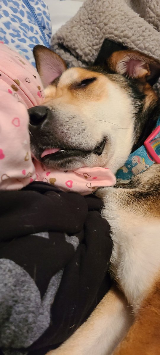 chubby4eyes's tweet photo. @BigJigglyPanda That's this thing with hot dogs https://t.co/3SJEy3hLDP