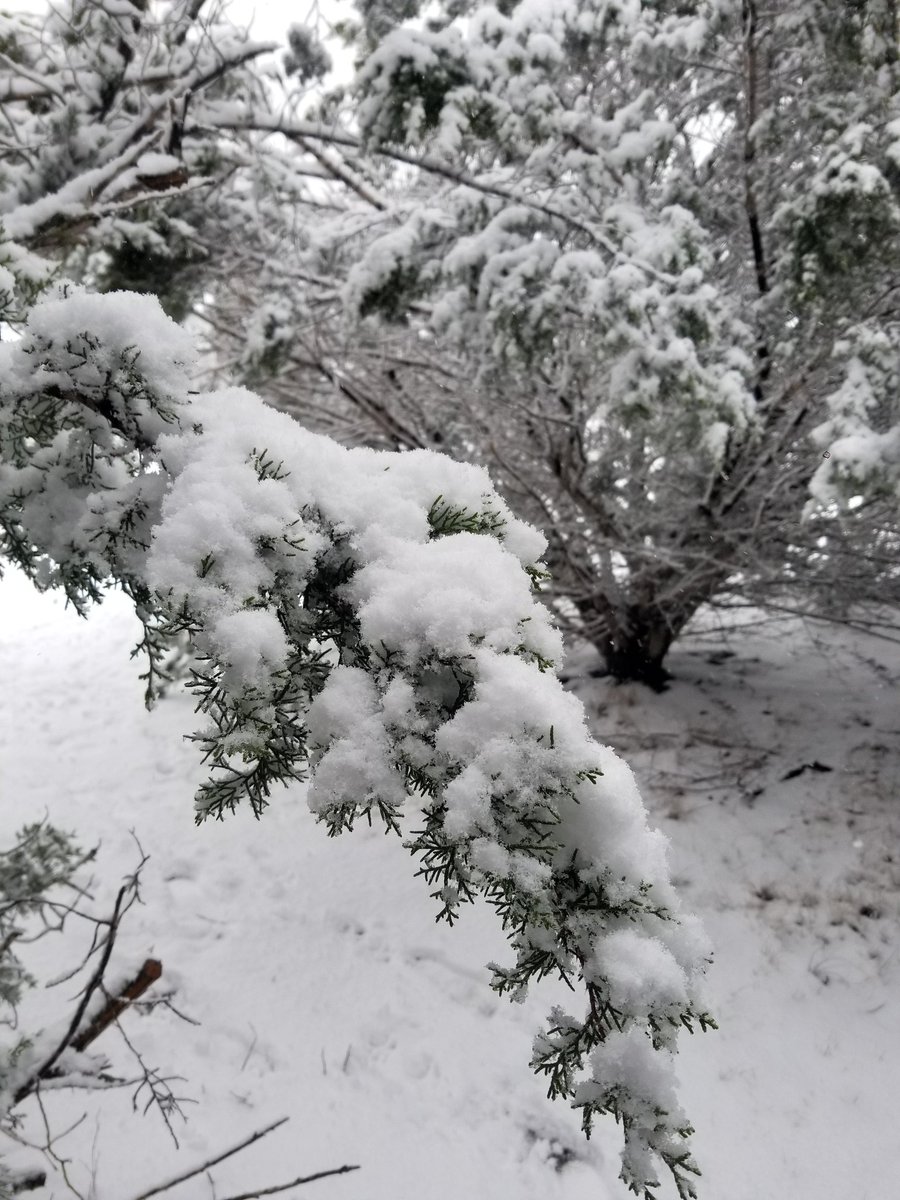 lionheartAustin's tweet photo. 🤠Texas Hill Country at LIONHEART RANCH 1/10/21❄
❄Over looking the pond and trees.
❄Snowy Cedar Tree Limbs
❄Prayer Circle and Dogs

#Texas
#ATXWX
@MakeItRainShane
#lionheart 
#lionheartranch
#lionhearthealrh
#snow
#texashillcountry
#ranchlife
#love https://t.co/BsHjQ3fb3u