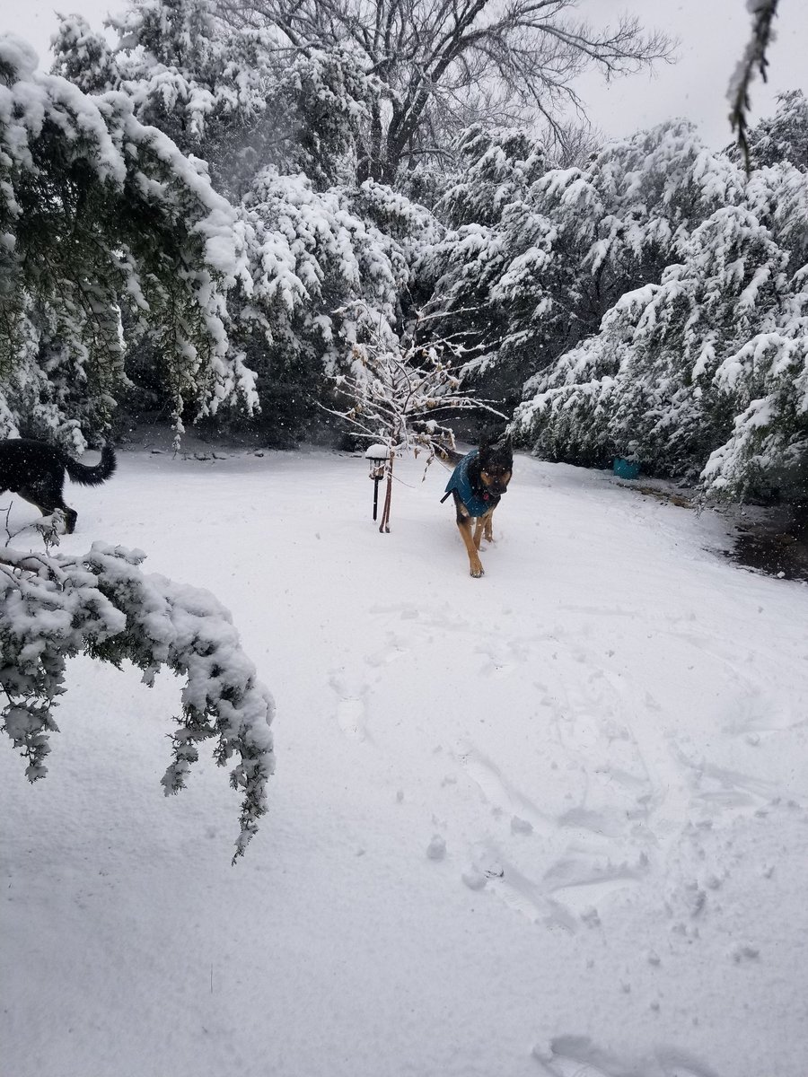 lionheartAustin's tweet photo. 🤠Texas Hill Country at LIONHEART RANCH 1/10/21❄
❄Over looking the pond and trees.
❄Snowy Cedar Tree Limbs
❄Prayer Circle and Dogs

#Texas
#ATXWX
@MakeItRainShane
#lionheart 
#lionheartranch
#lionhearthealrh
#snow
#texashillcountry
#ranchlife
#love https://t.co/BsHjQ3fb3u