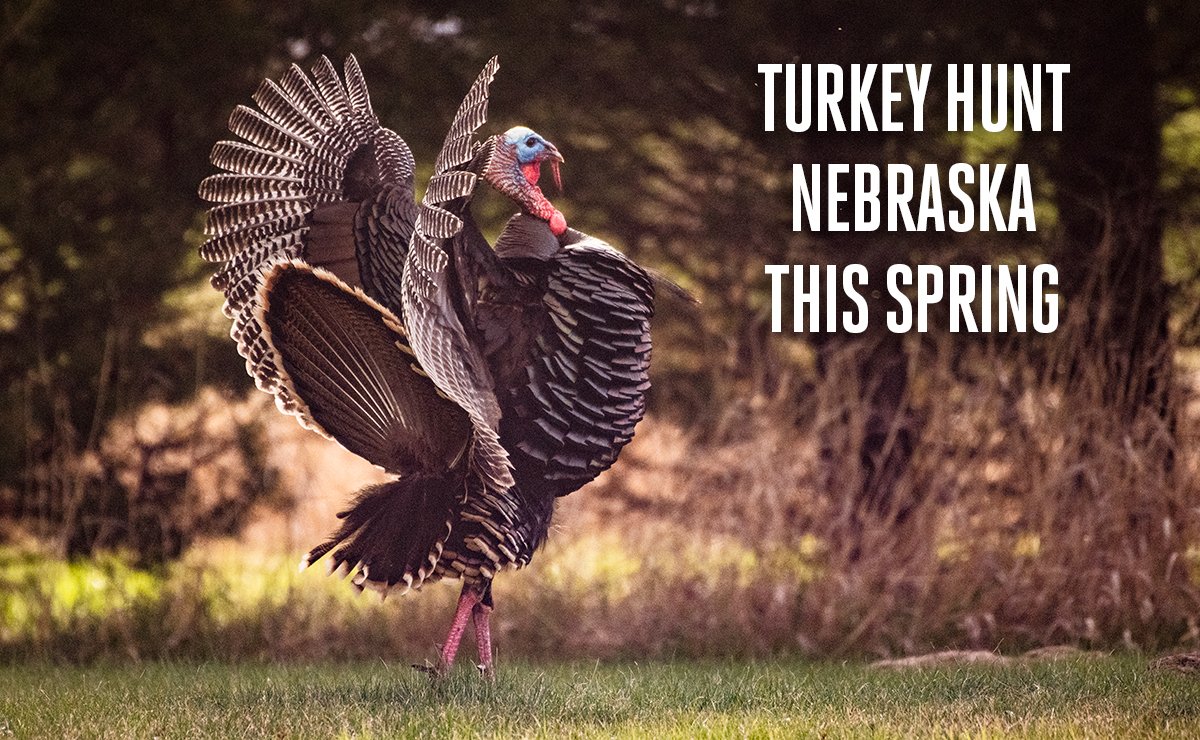 NEGameandParks's tweet photo. Nebraska Spring Turkey permits will go on sale tomorrow, Jan. 11 at 1 p.m. CT! 🦃

More info: https://t.co/iNwugekZMq

#springturkey #turkeyhunting #Nebraskahunting https://t.co/Q3RlEGQi36