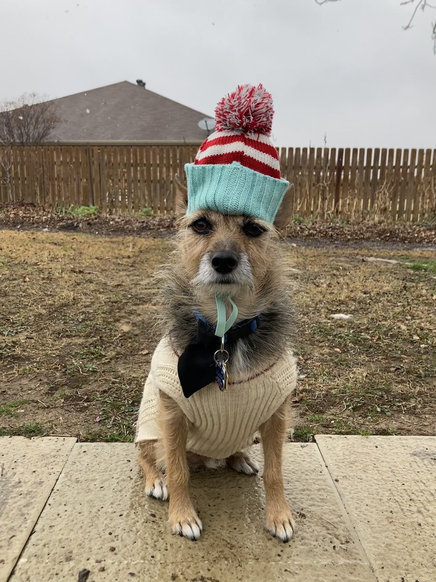 HerbieMooland's tweet photo. Not that anyone could tell by the picture, but is snowing in Texas again! ❄️ #doginthesnow #snowingintexas #doesntshowwelloncamera #dogsoftwitter https://t.co/GwwoLhUVW5