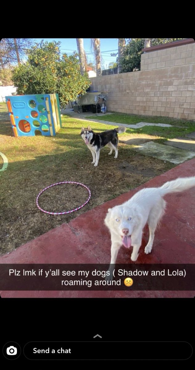 Sooniaa_'s tweet photo. ‼️‼️ My friend’s dogs both got out Thursday night and have been missing, Ontario area around F st and G st, if y’all can please help by retweeting and let me know if anyone sees them around roaming please 🙏🏽 ‼️‼️ https://t.co/w6r2GEL3IY