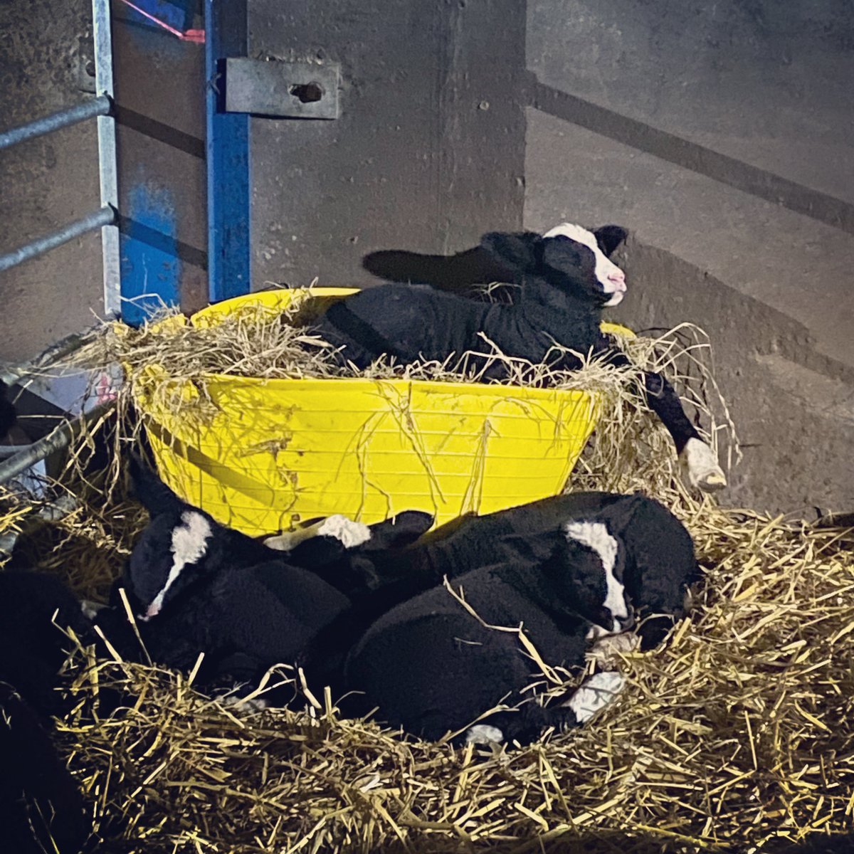 ZwartblesUK's tweet photo. ‘Shotgun’ top bunk - Oscar’s generation - or ‘bagsy’ top bunk - my oldies era!😄❤️ #ZwartblesLambs #FullTummys #WINTER #LambCam https://t.co/TSklDttPpy