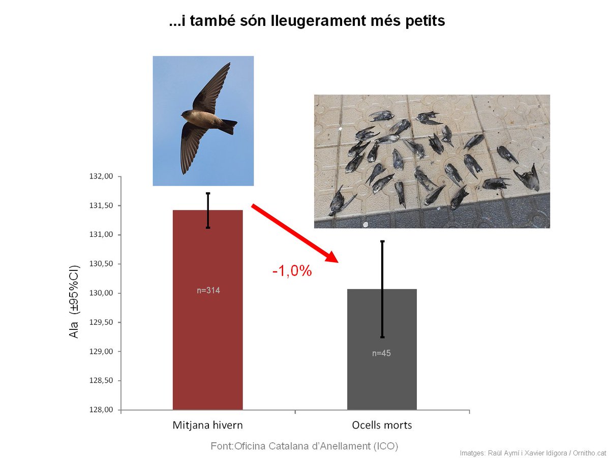 Els roquerols morts pel temporal pesaven un 35,4% menys del que és normal! Sembla que han mort de fred i desnodrits. Les diferències de mida (ala) indiquen que els ocells més petits, amb més desavantatge tèrmic, haurien pogut patir major mortalitat (cf. bit.ly/2MLYd3z)