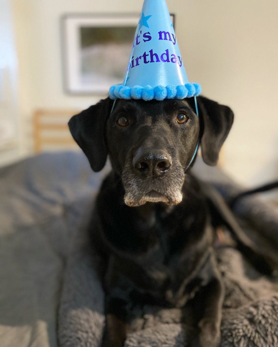 jasminepatrick's tweet image. Talon is eight today! 🎈