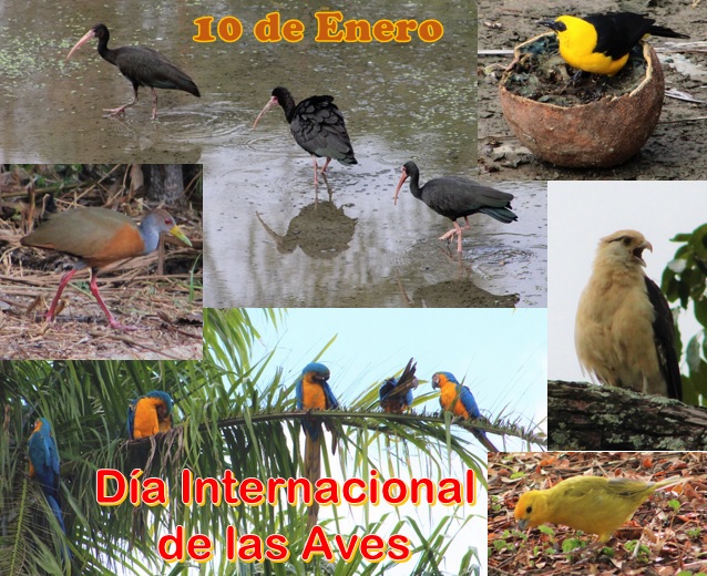 Alda Pascuzzo-Lima (@alda_pascuzzo) on Twitter photo 10 de enero: Día Internacional de las Aves. El objetivo principal es acercar al público con el mundo de las aves y su entorno. 📷 <a href="/tlpl2003/">Tommasina L P L 💕</a> #ObservadorasDeAves #Birding #AvesLibres #AvesDeVenezuela #10enero 10 de enero: Día Internacional de las Aves. El objetivo principal es acercar al público con el mundo de las aves y su entorno. 📷 <a href="/tlpl2003/">Tommasina L P L 💕</a> #ObservadorasDeAves #Birding #AvesLibres #AvesDeVenezuela #10enero